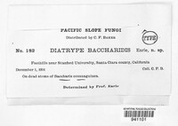 Diatrype baccharidis image